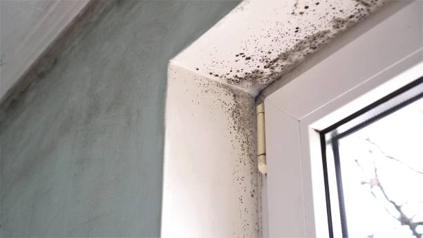 Mold Documentation for Insurance Claims in Riverton, IL